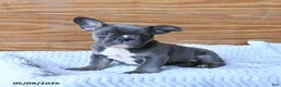 French Bulldog dogs for sale: Hippo - Ad 1