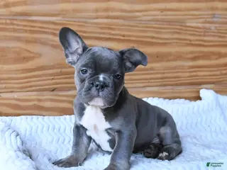 French Bulldog dogs for sale: Hippo - Ad 2