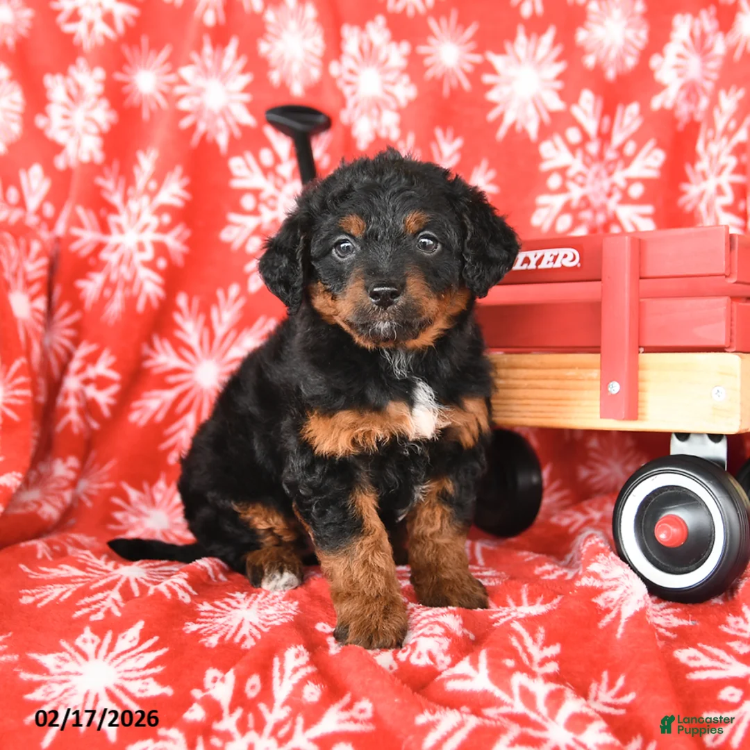 Mixed Breed dogs for sale: Tessa - Ad 3