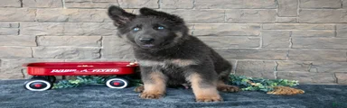 Axel