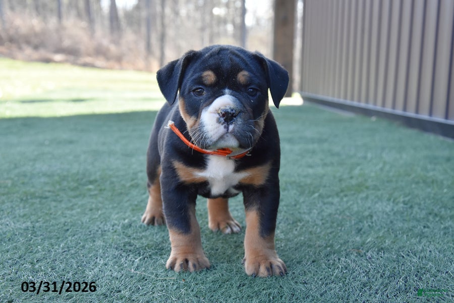 Olde English Bulldogge dogs Wyatt - Ad 2