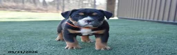 Olde English Bulldogge dogs for sale: Wyatt - Ad 2