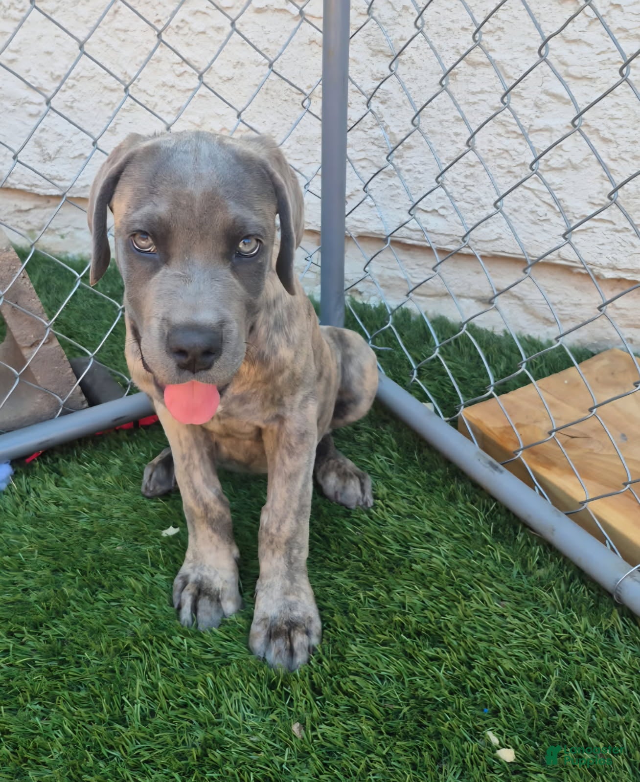 Cane Corso dogs Female reverse brindle - Ad 1