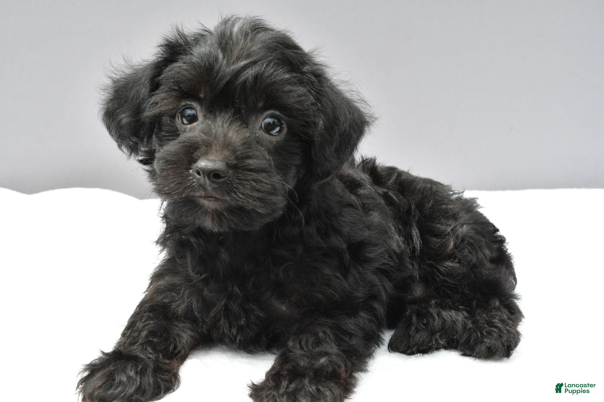Yorkiepoo dogs Sherry - Ad 2