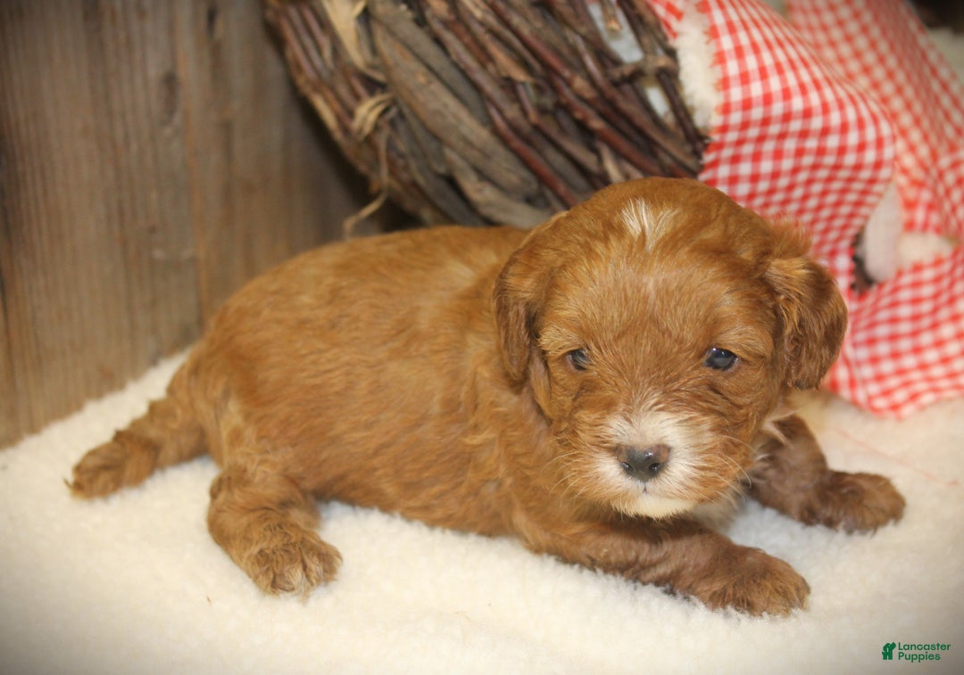 Cavapoo dogs for sale: Taco - Ad 5
