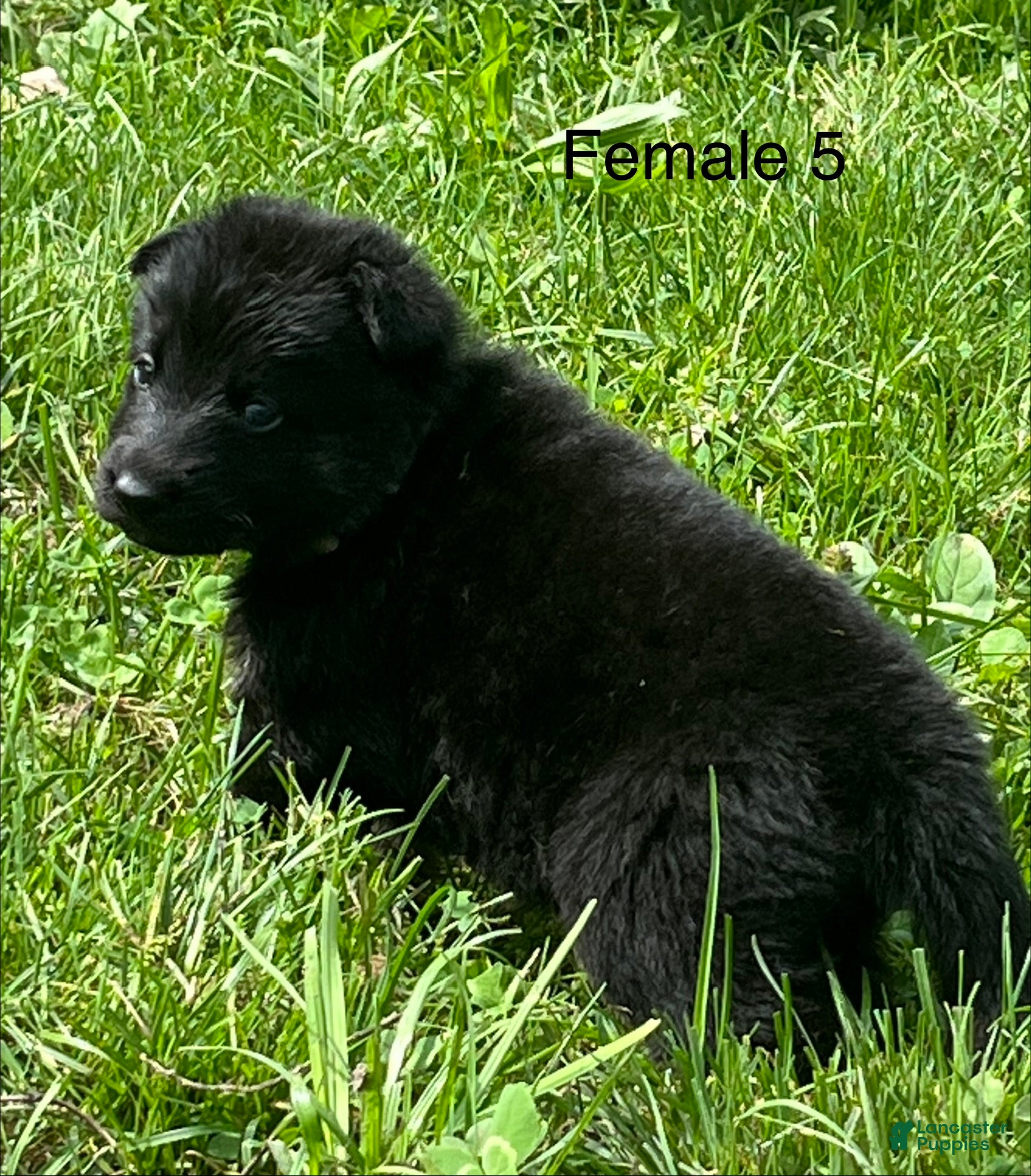 German Shepherd dogs German Shepherd 5 - Ad 2