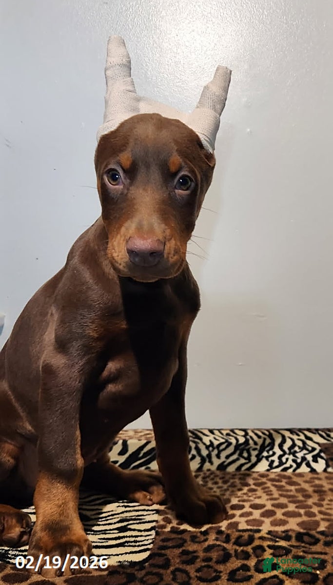 Doberman Pinscher dogs Ramona - Ad 1