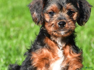 Mixed Breed dogs - Ad 16