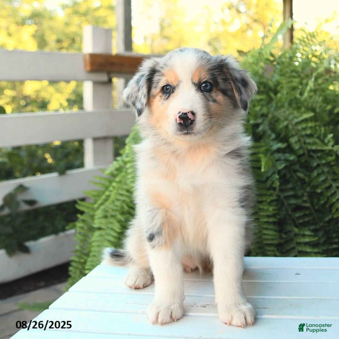 German Shepherd Jack Russell Smartest Dog Australian Shepherd Jack