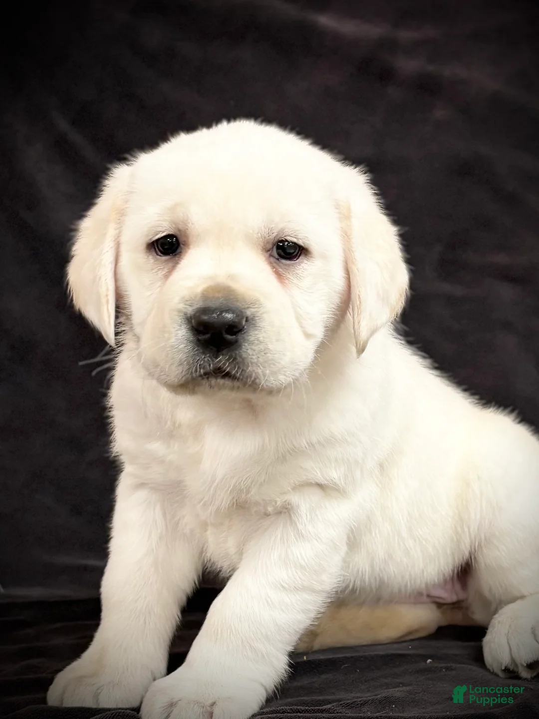 Labrador Retriever dogs for sale: Ginger  - Ad 1