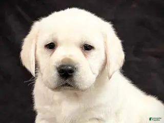 Labrador Retriever dogs Ginger - Ad 26