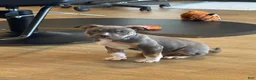 American Bully dogs for stud: Katos 1st litter - Ad 3