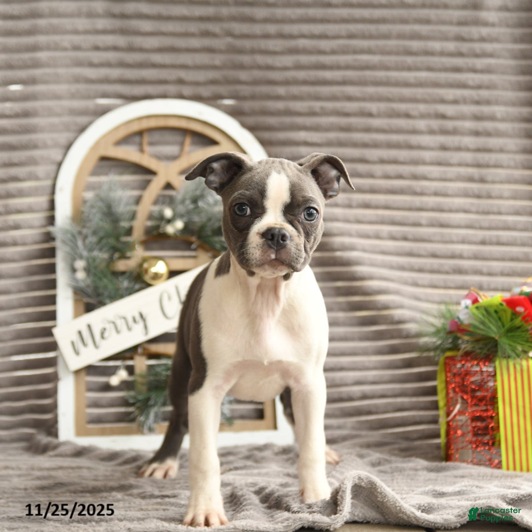 Boston Terrier dogs for sale: Kylie - Ad 2