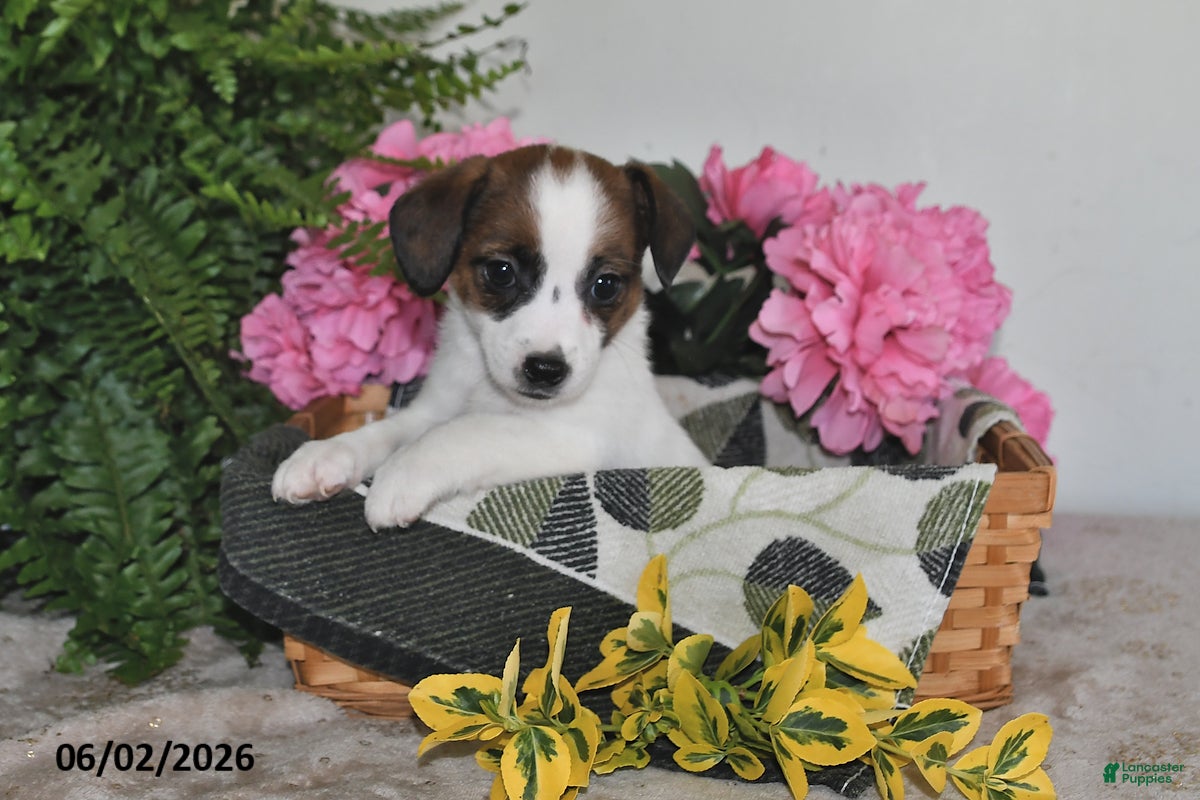 Jack Russell Terrier dogs for sale: Barbie - Ad 2