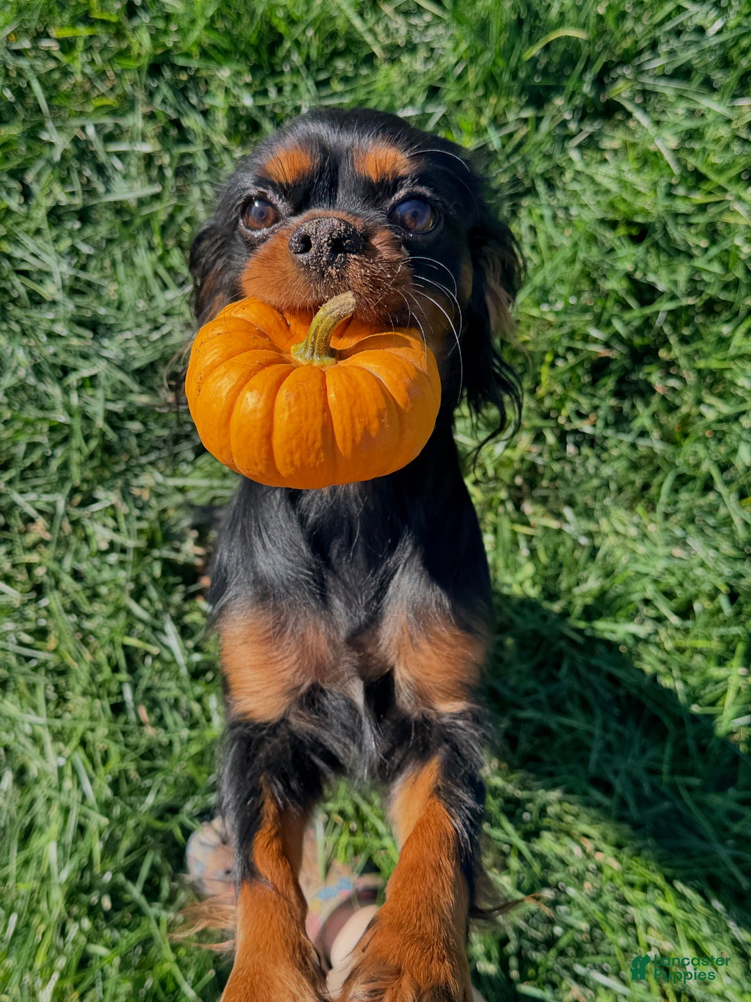 Cavalier King Charles Spaniel dogs for sale: Cavalier King Charles Spaniel Puppy 2 - Ad 2