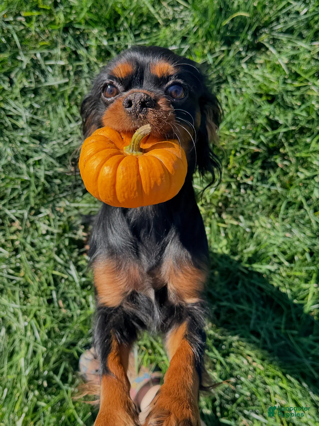 Cavalier King Charles Spaniel dogs for sale: Cavalier King Charles Spaniel Puppy 3 - Ad 12