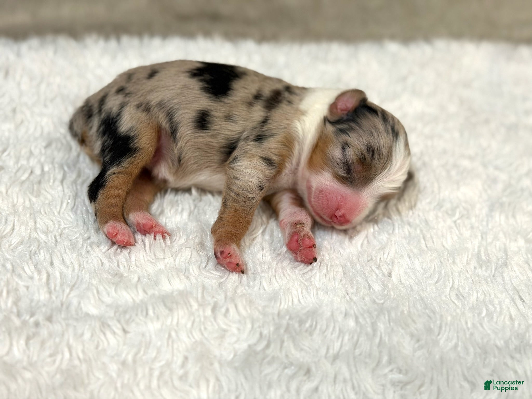Miniature Australian Shepherd dogs Freedom - Ad 1