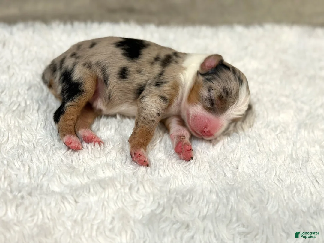 Miniature Australian Shepherd dogs for sale: Freedom - Ad 1