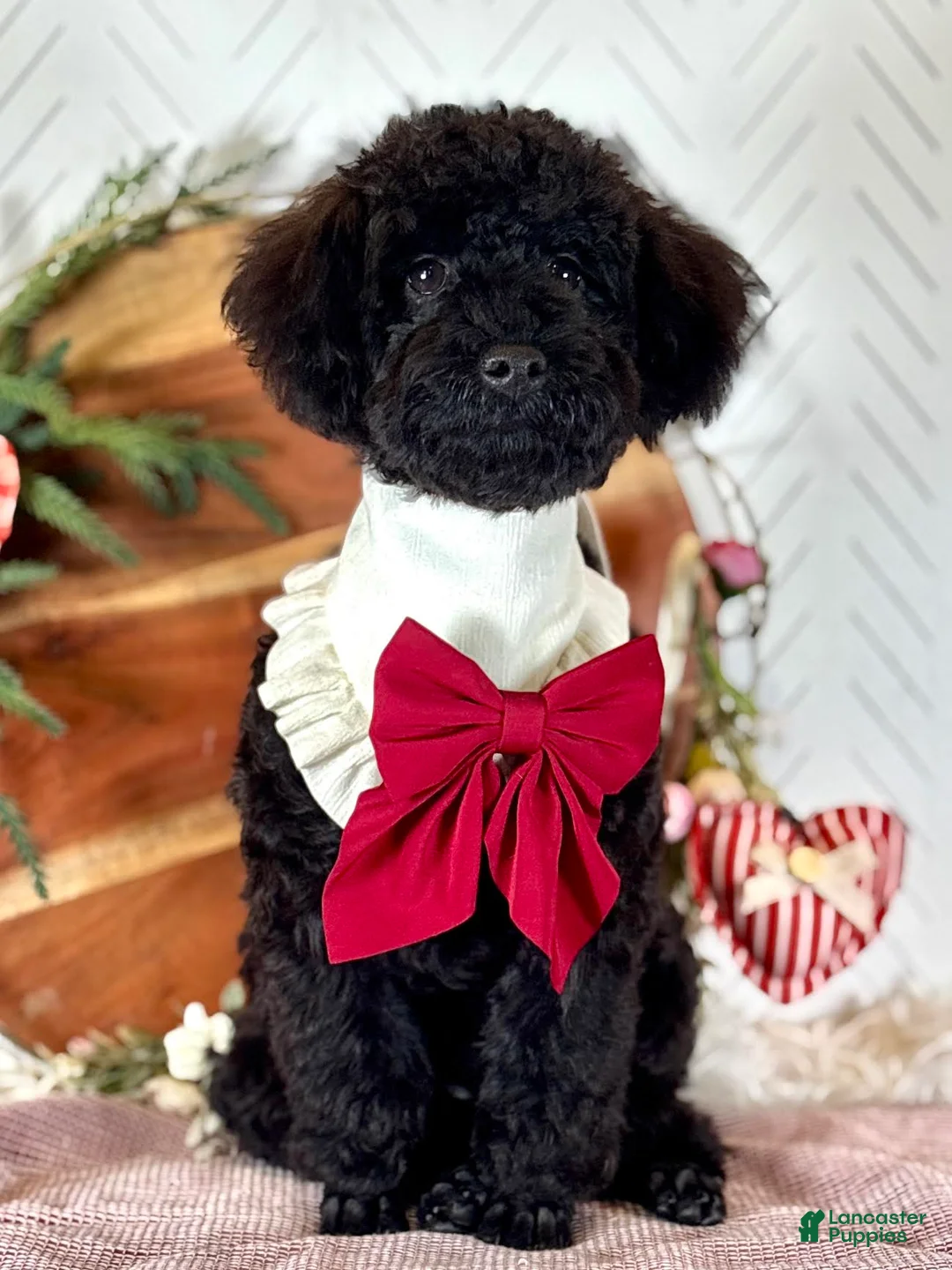 Toy Poodle dogs for sale: Smacker - Ad 1