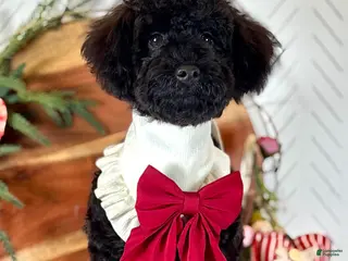 Toy Poodle dogs Smacker - Ad 3