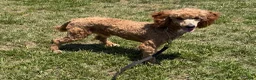 Miniature Poodle dogs for sale: Jack - Ad 4