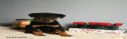 Rottweiler dogs for sale: Twix - Ad 2