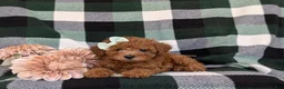 Shihpoo dogs for sale: Adelaide - Ad 6