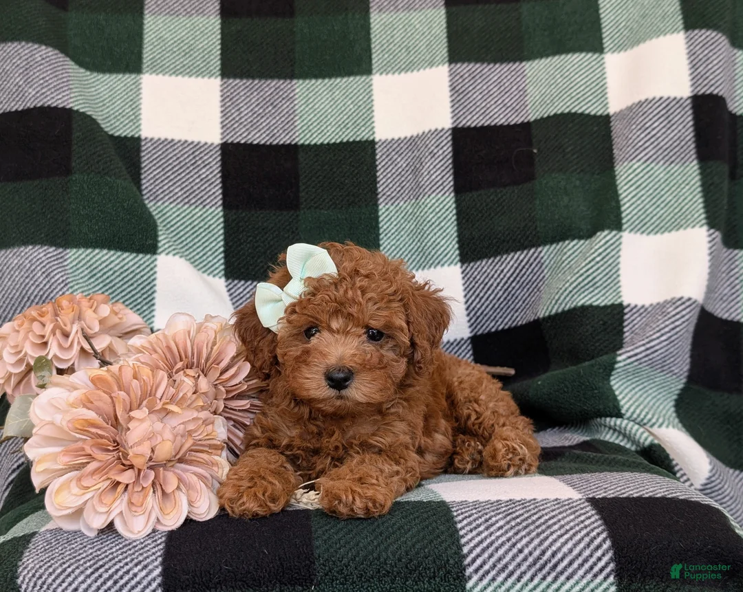 Shihpoo dogs for sale: Adelaide - Ad 6