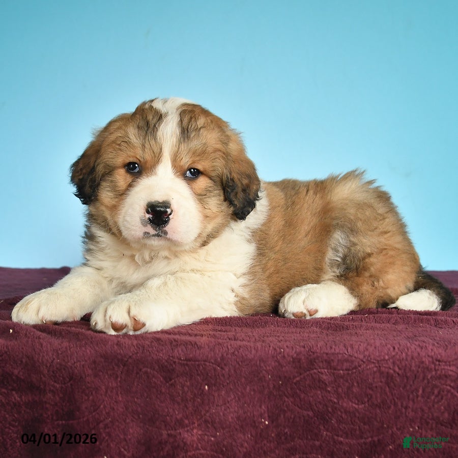 Mixed Breed dogs Cocoa - Ad 2