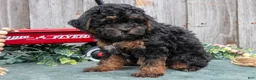 Toy Poodle dogs for sale: Princess - Ad 3