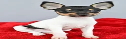Toy Fox Terrier dogs for sale: Buster  - Ad 5