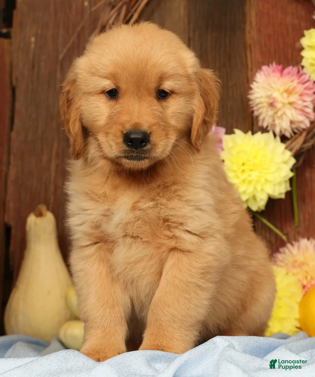 Golden Retriever dogs for sale: Hank - Ad 1