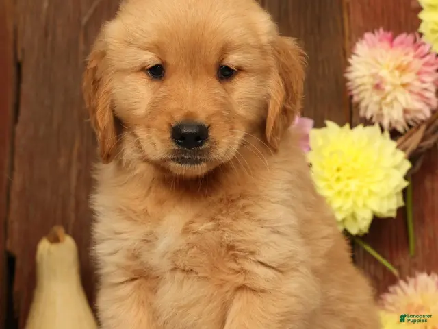 Golden Retriever dogs for sale: Hank - Ad 1