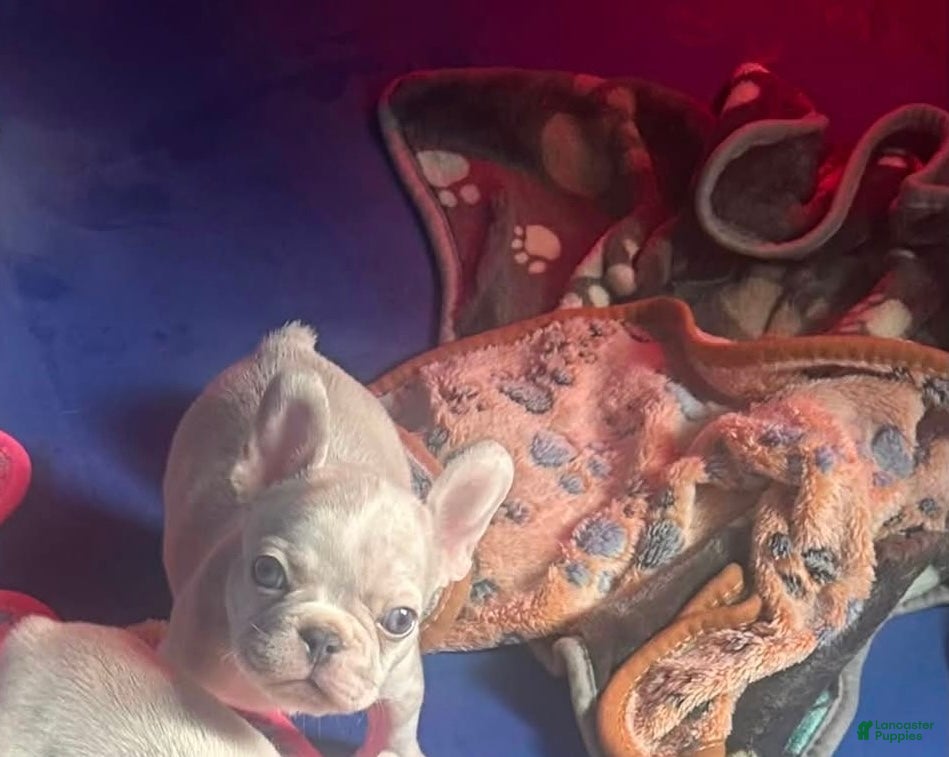 French Bulldog dogs Deuce - Ad 1