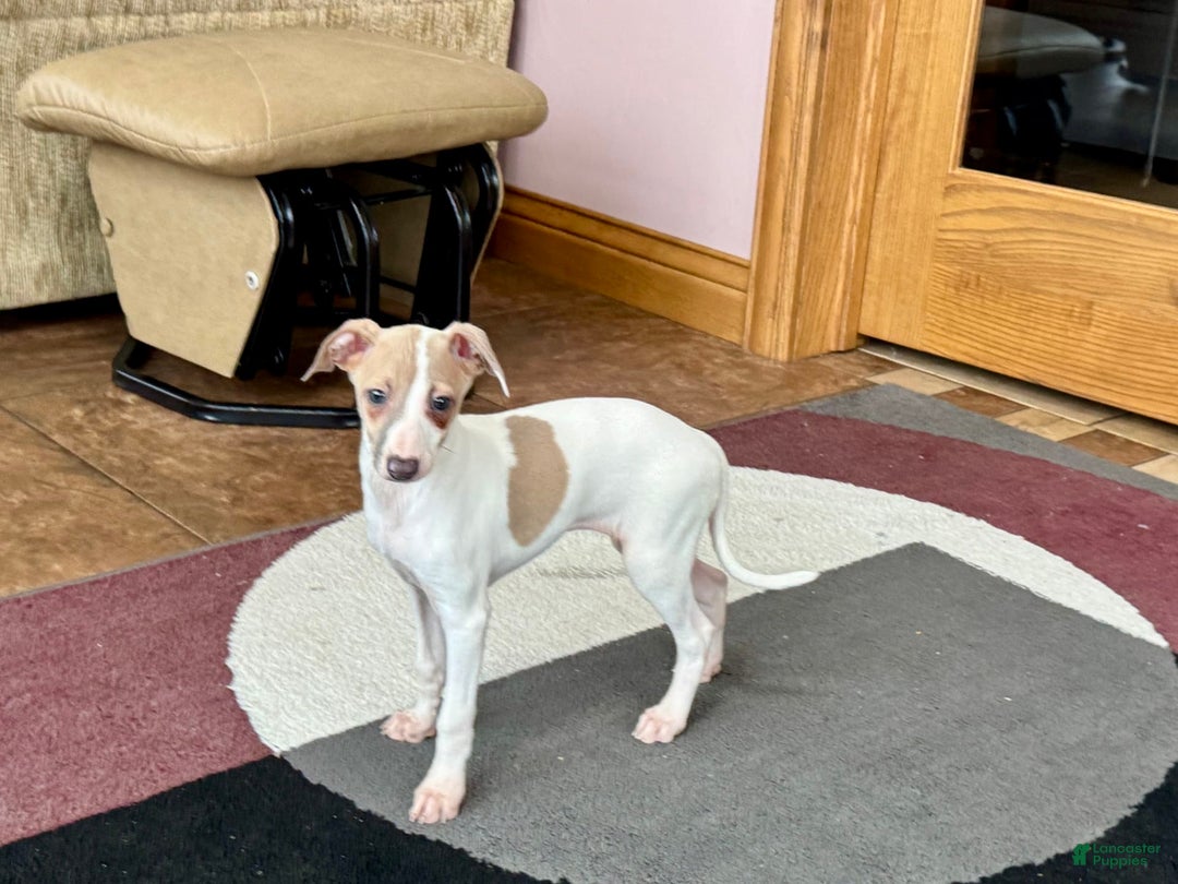 Italian Greyhound dogs for sale: Cindy - Ad 6