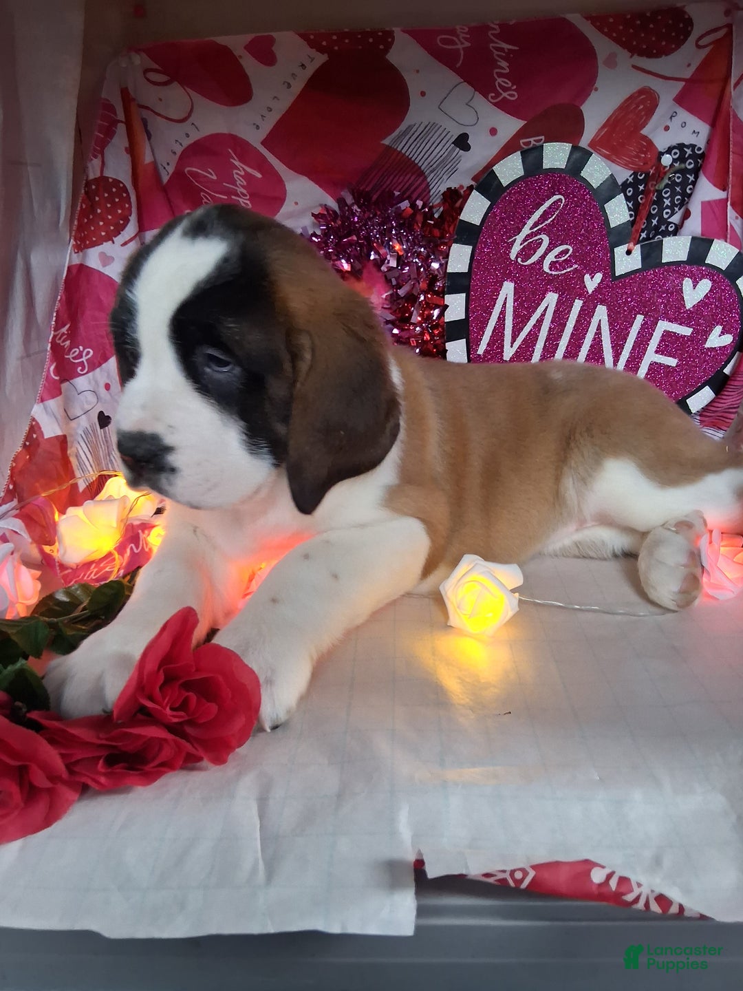 Saint Bernard dogs for sale: Margaret Shorthair - Ad 3
