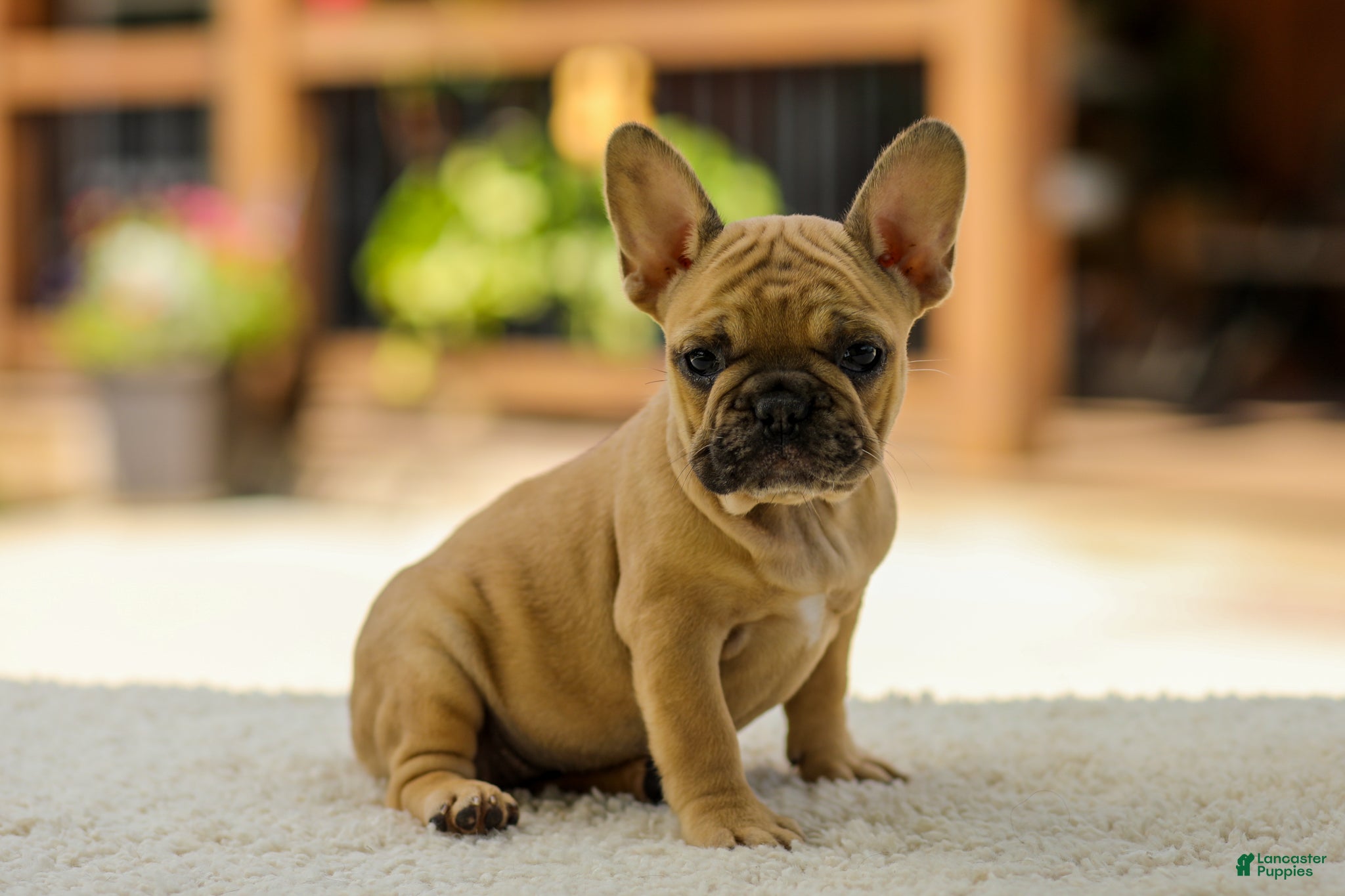 French Bulldog dogs Ocean – Fawn - Ad 2