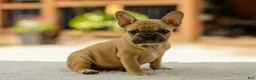 French Bulldog dogs for sale: Ocean – Fawn - Ad 2