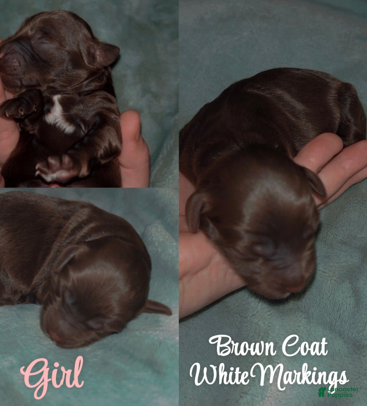 Labradoodle dogs Oakley - Ad 9