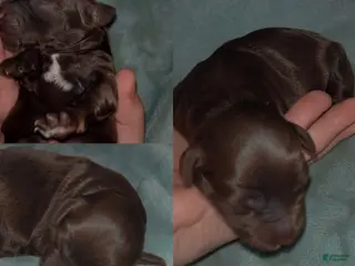 Labradoodle dogs Oakley - Ad 9