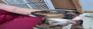 Mixed Breed 3