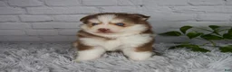 Pomsky dogs for sale: Quincy - Ad 5