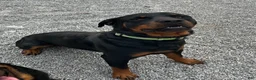 Rottweiler dogs for sale: Phoebe (Red)  - Ad 10