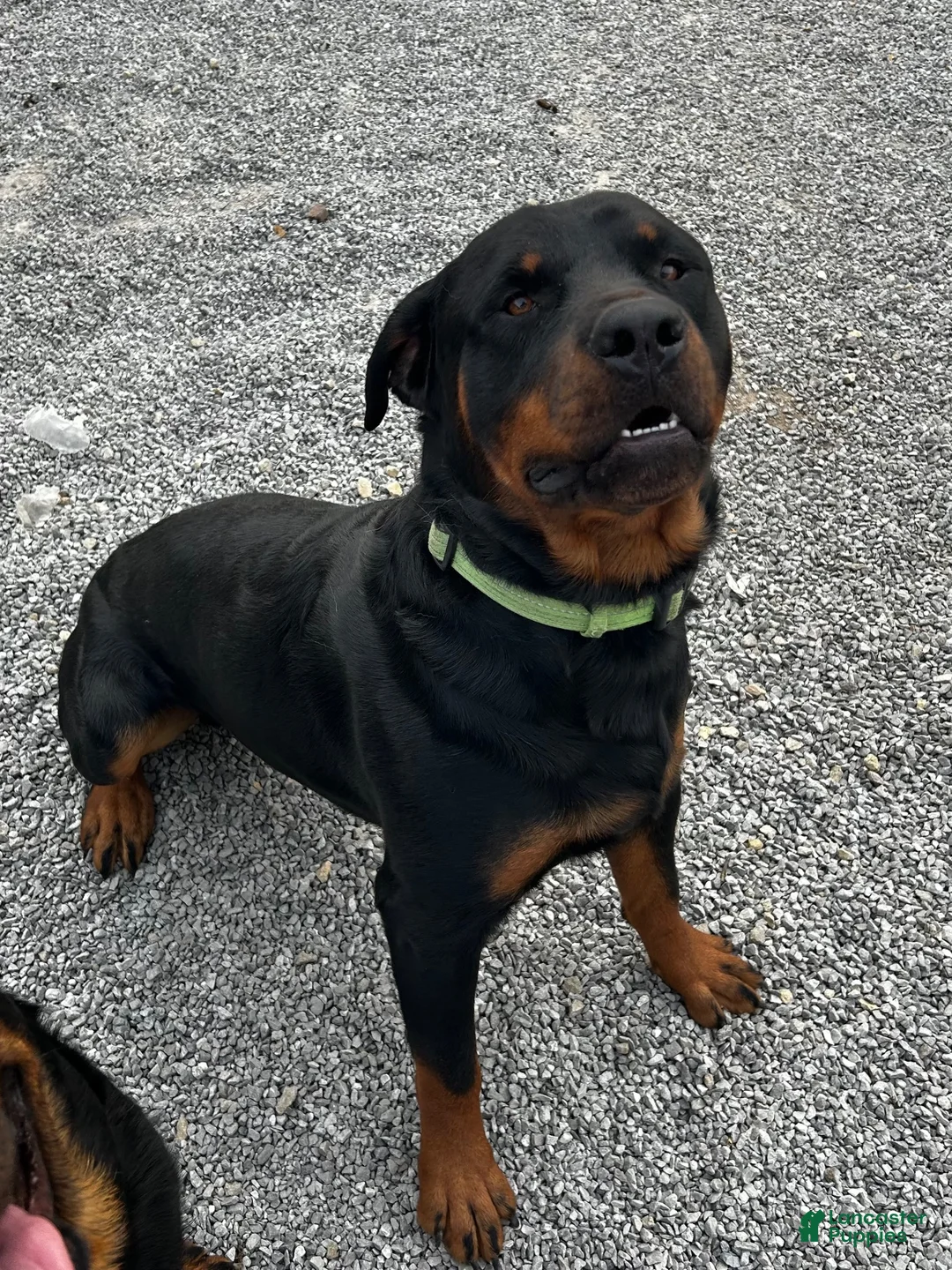 Rottweiler dogs for sale: Phoebe (Red)  - Ad 10