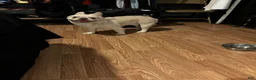 French Bulldog dogs for sale: French Bulldog Puppy 1 - Ad 2