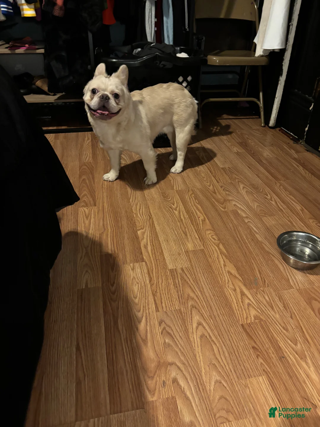 French Bulldog dogs for sale: French Bulldog Puppy 1 - Ad 2