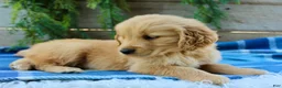 Golden Retriever dogs for sale: Billy - Ad 4