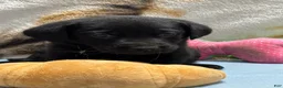 Labrador Retriever dogs for sale: Zeke - Ad 2