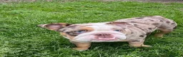 English Bulldog dogs for sale: Choco- Latte - Ad 8