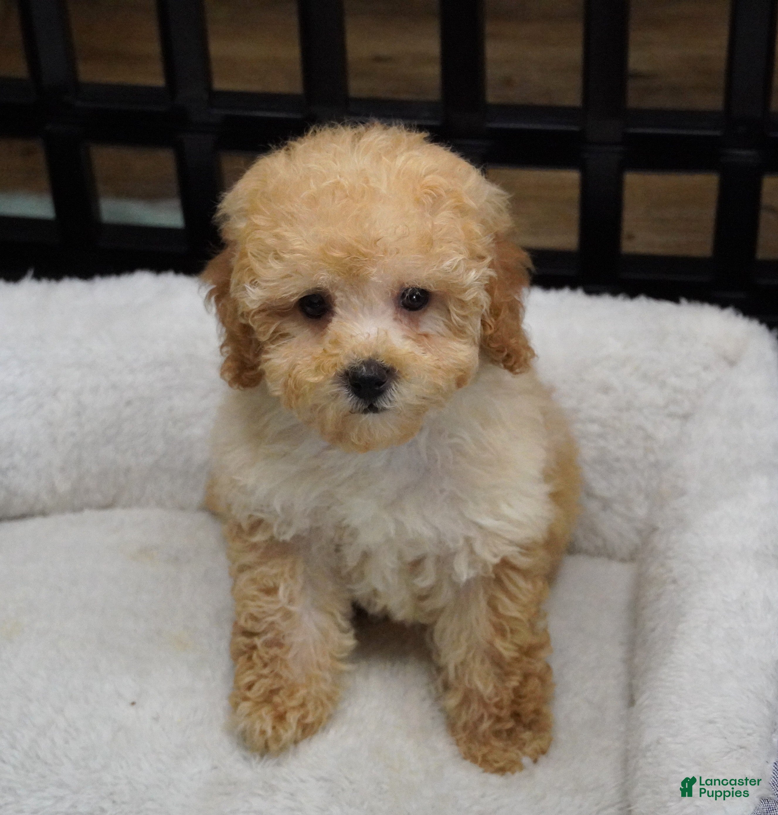 Toy Poodle dogs Apricot Female  - Ad 2